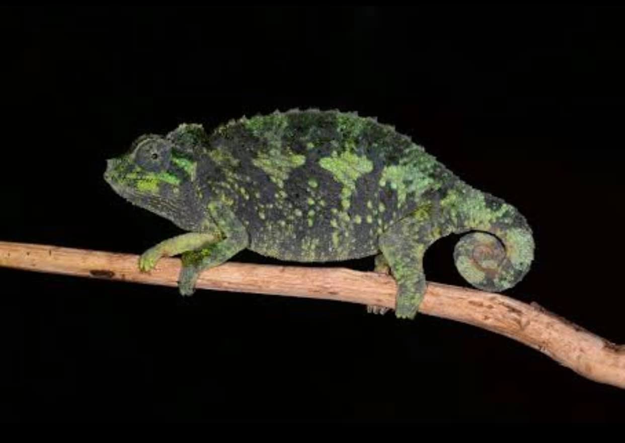 Meet the Jackson's Three-Horned Chameleon