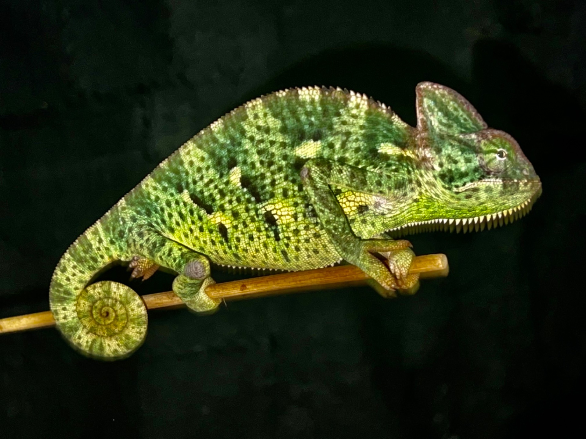 ピエール・モリニエ　Le Chaman et ses Creatures First ever offspring of the Saudi Spurred Chameleon