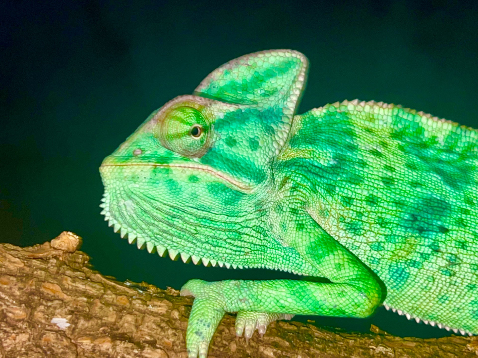 ピエール・モリニエ　Le Chaman et ses Creatures First ever offspring of the Saudi Spurred Chameleon