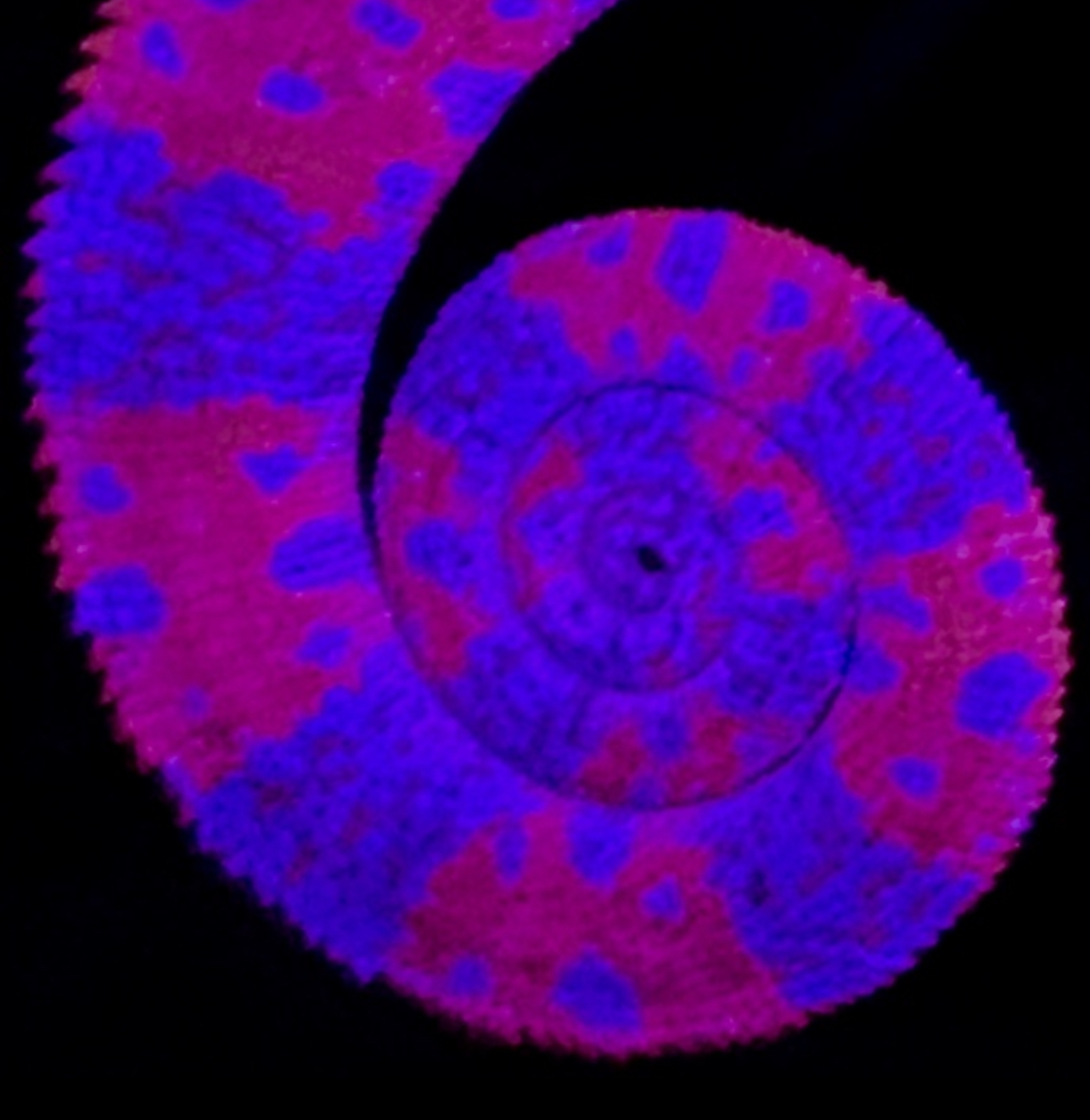 Yemen chameleon tail in blacklight