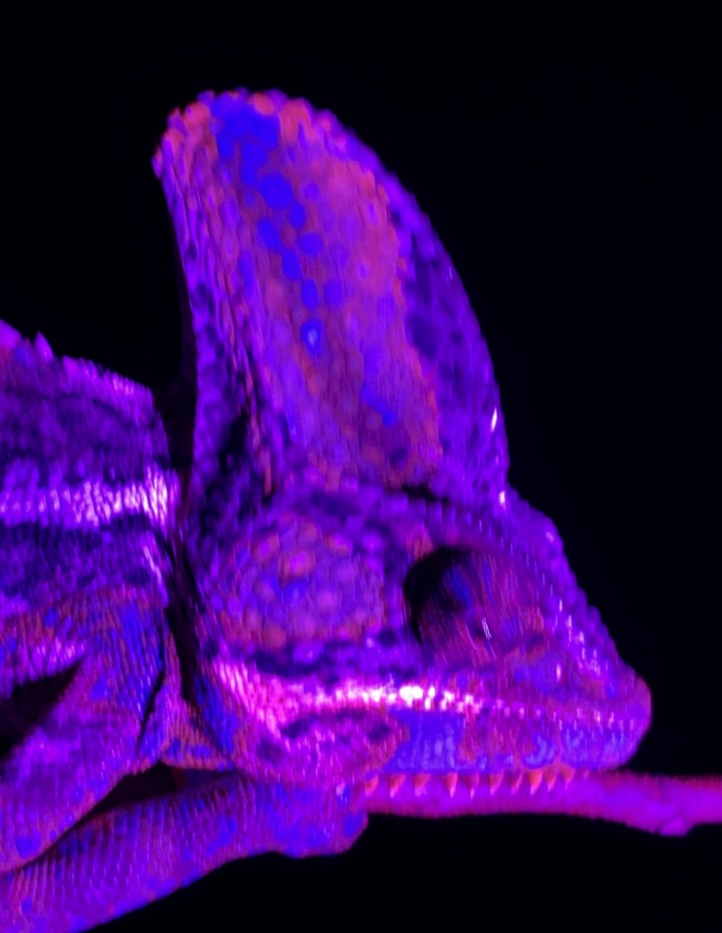 Chamaeleo calyptratus in blacklight