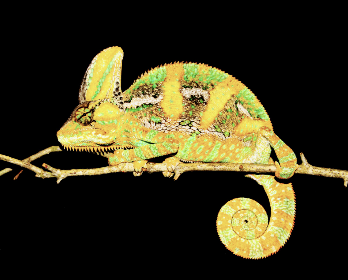 Yemen chameleon in the night visibly glue and shine