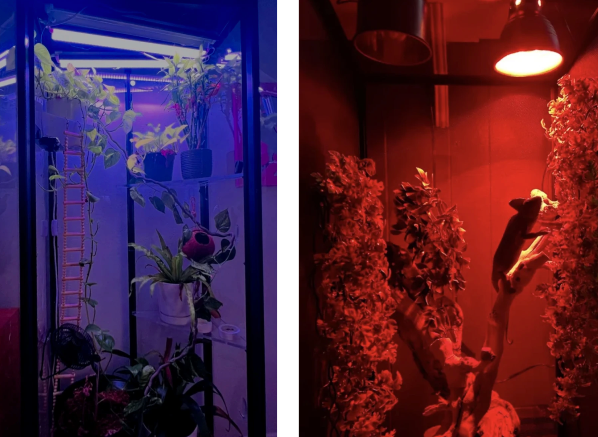 Terrible example of plant grow light and nocturnal red light for mammals in chameleon enclosures