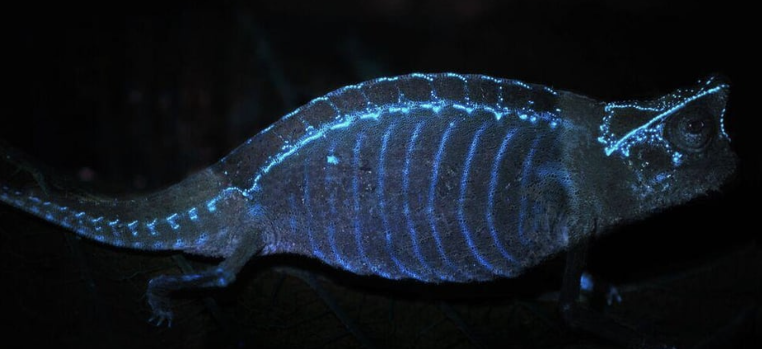 Fluorescence in chameleons - the bones glue in blacklight