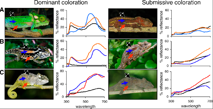 Conspicuous Social Signaling Drives the Evolution of Chameleon Color ...