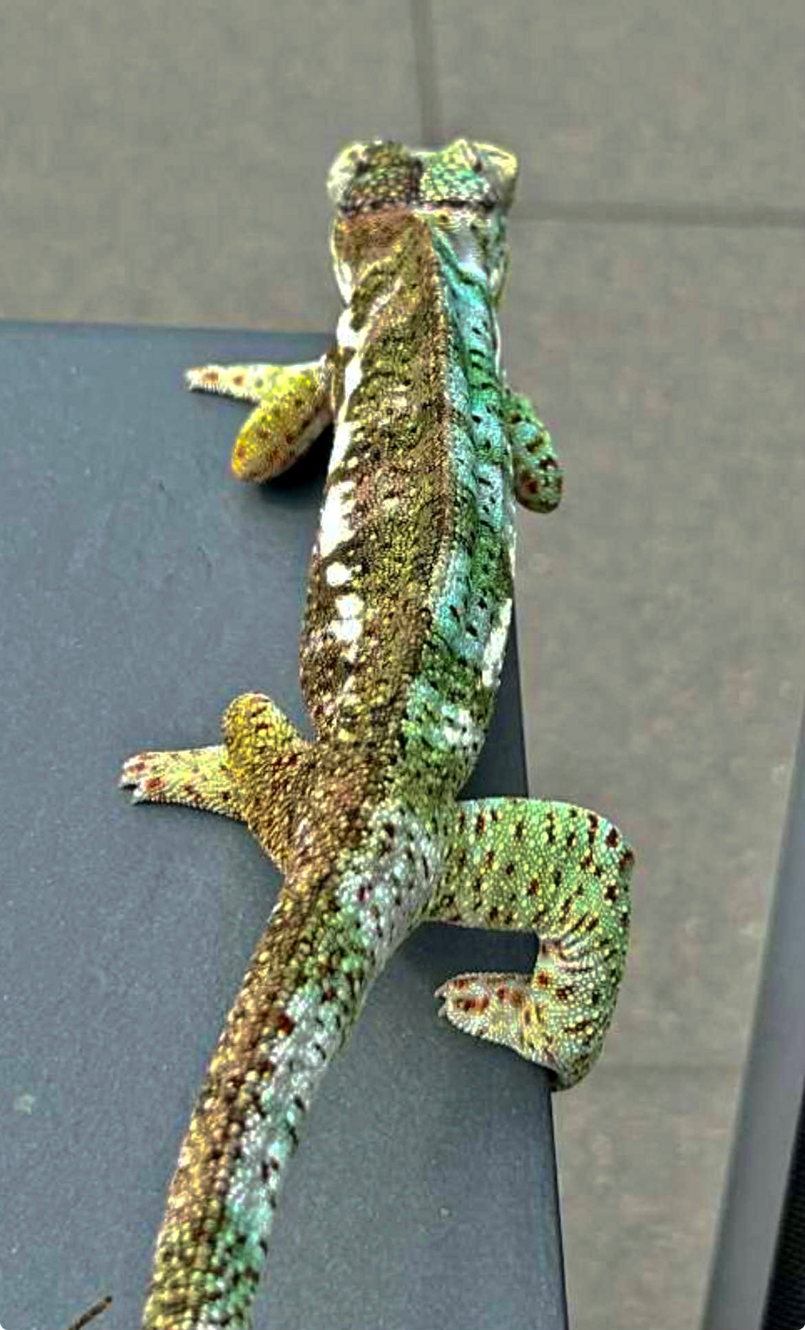 Furcifer pardalis, Nosy Faly: courtesy Dr. Kathrin Rudolph