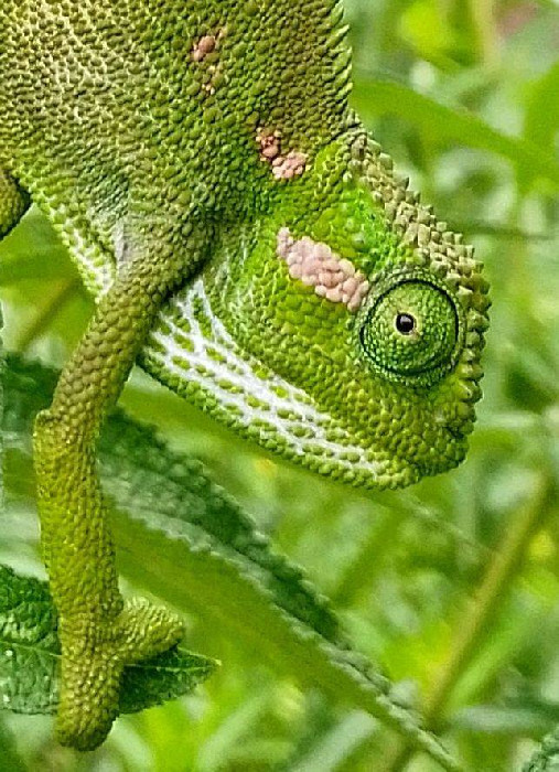 An Ethiopian Mountain Chameleon from Addis Ababa, Ethiopia
