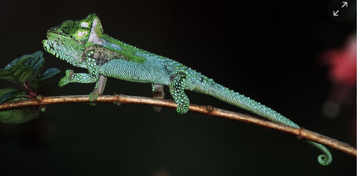 The Guardian