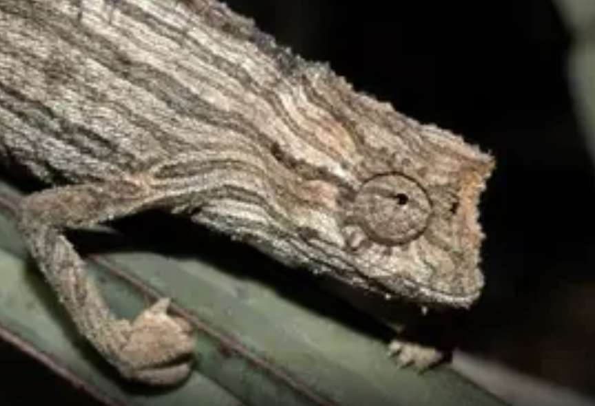 Rieppeleon kerstenii robecchii