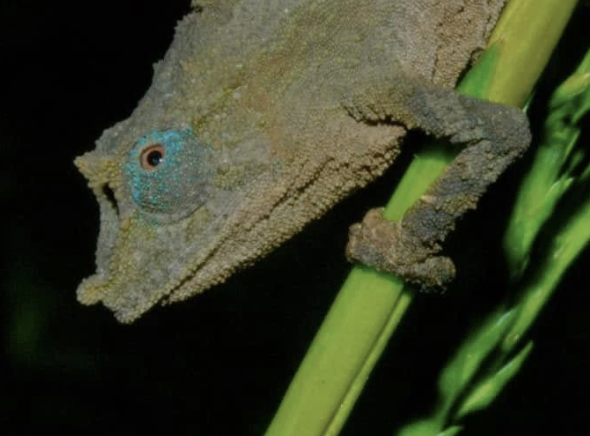 Rhampholeon nchisiensis