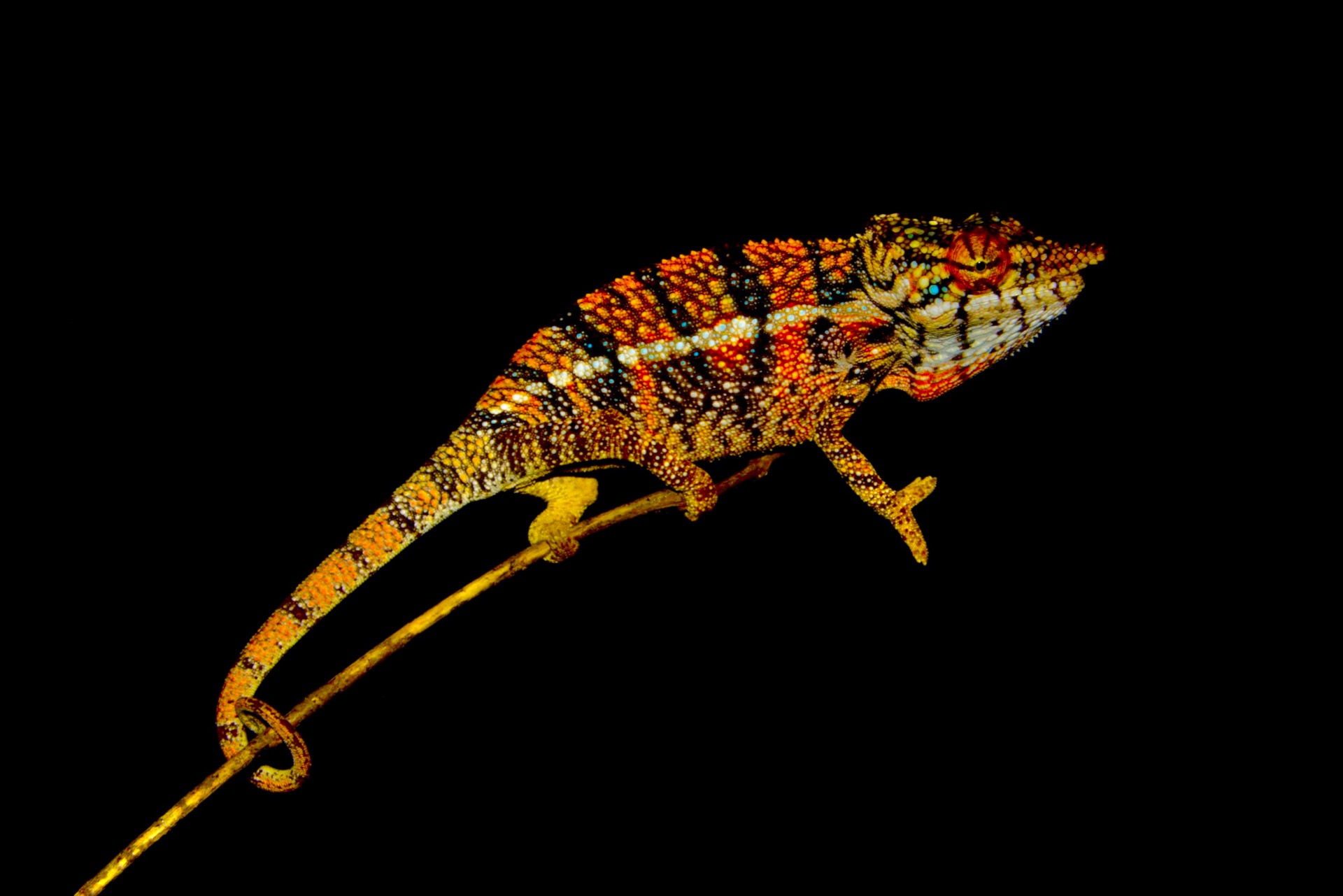 Furcifer angeli, courtesy P. Nečas
