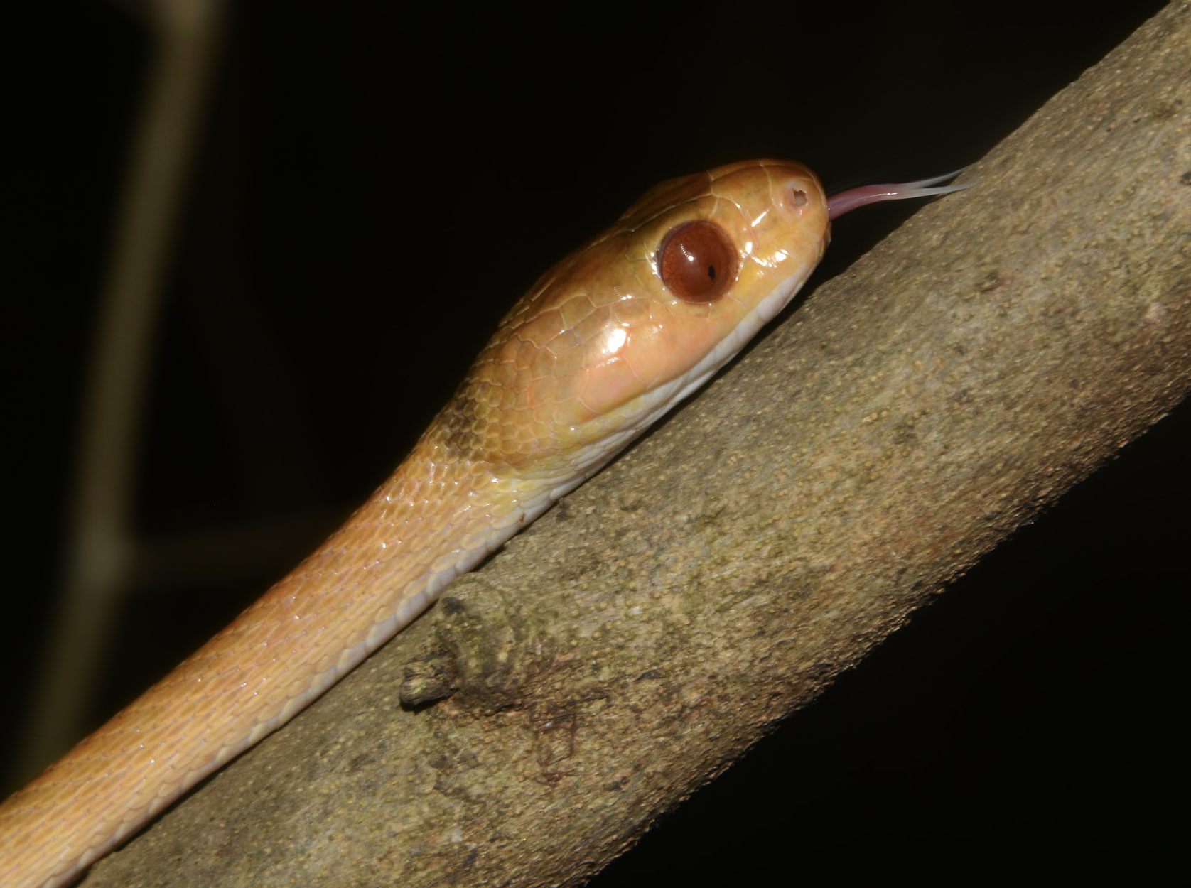 Phisalixella tulearensis, courtesy P. Nečas