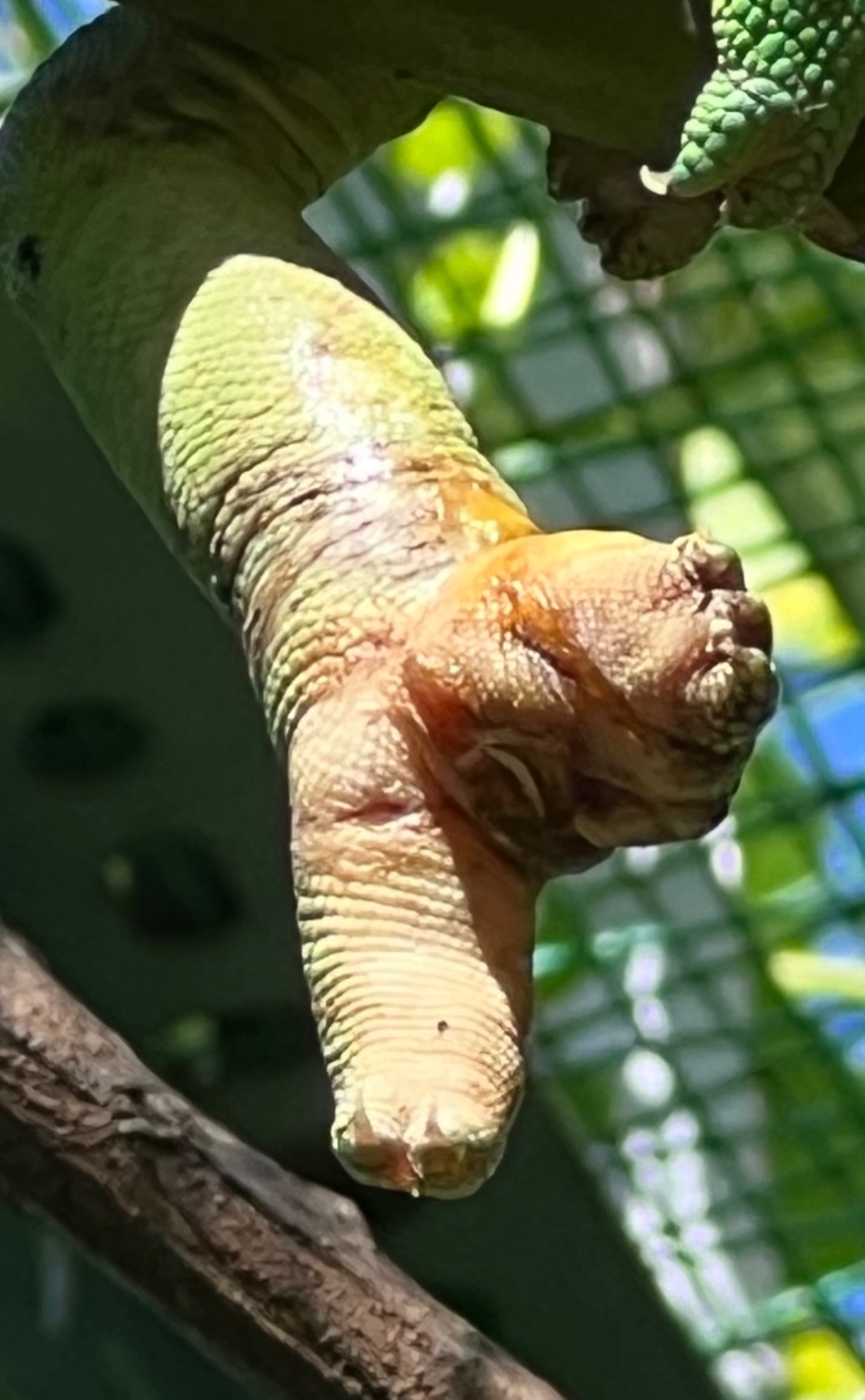 Calumma parsonii F with entangled and inflamed foot