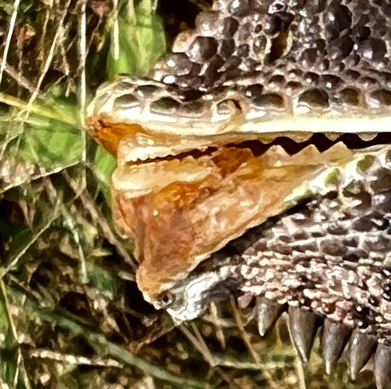 Furcifer verrucosus M with damaged lips