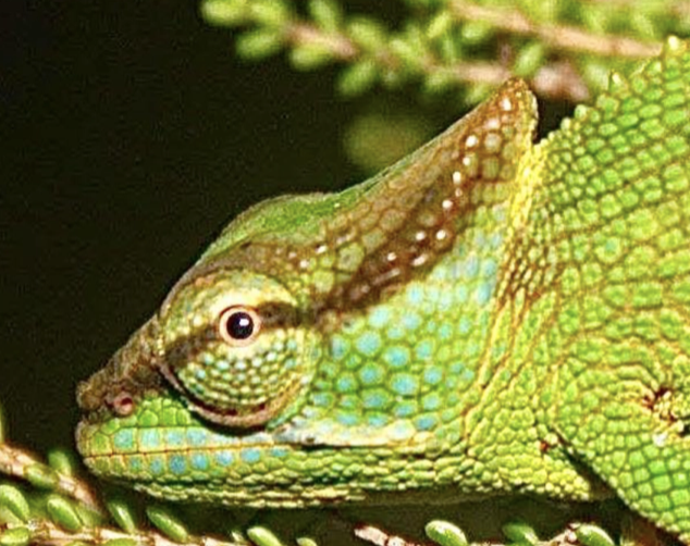 Calumma peyrierasi