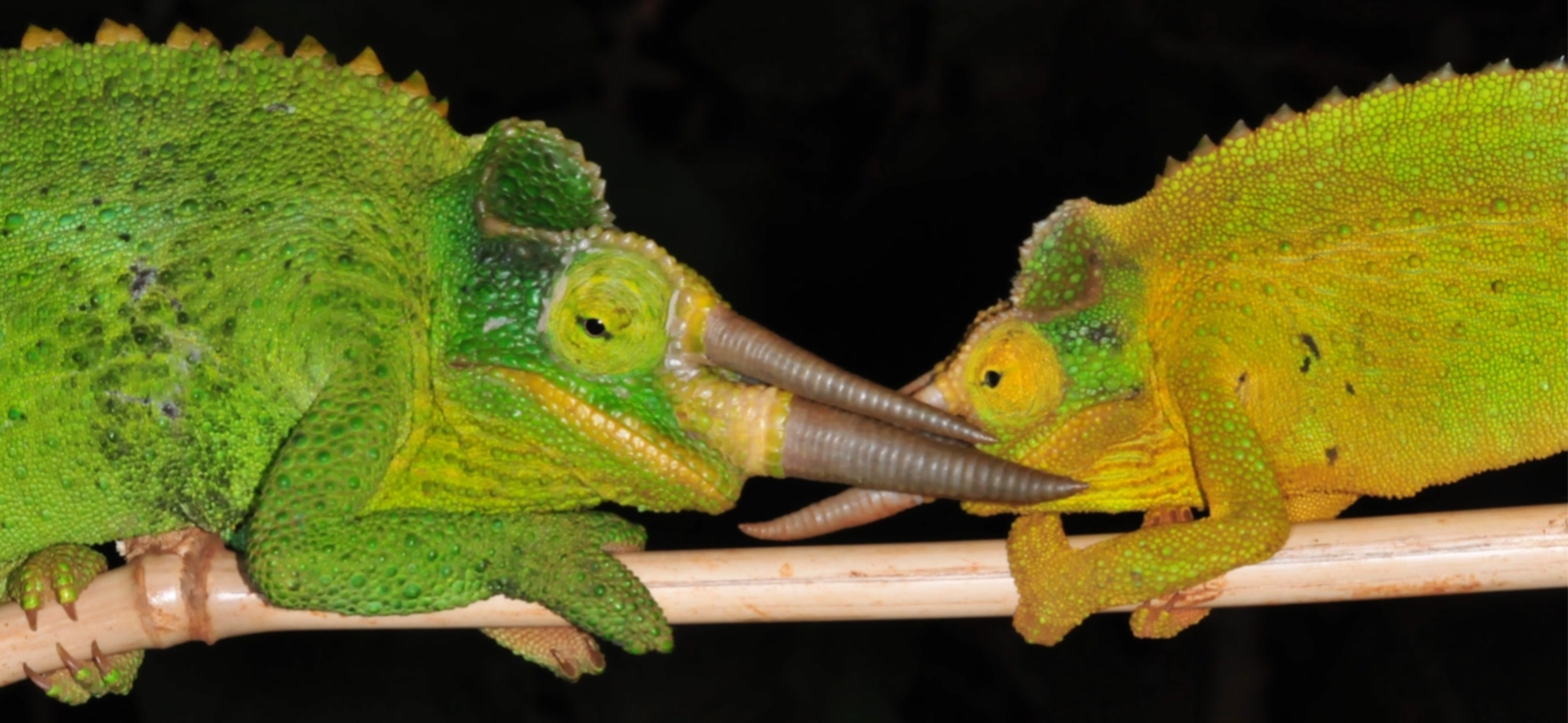 T.j.x. figting males in Meru, E slopes of Mt. Kenya, Kenya