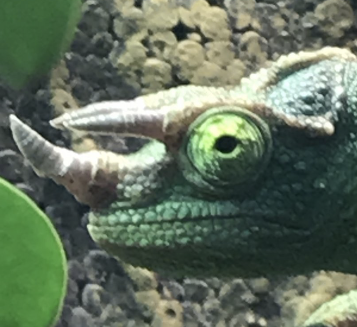 T.j.x. captive with crooked horns, Chameleon Forums