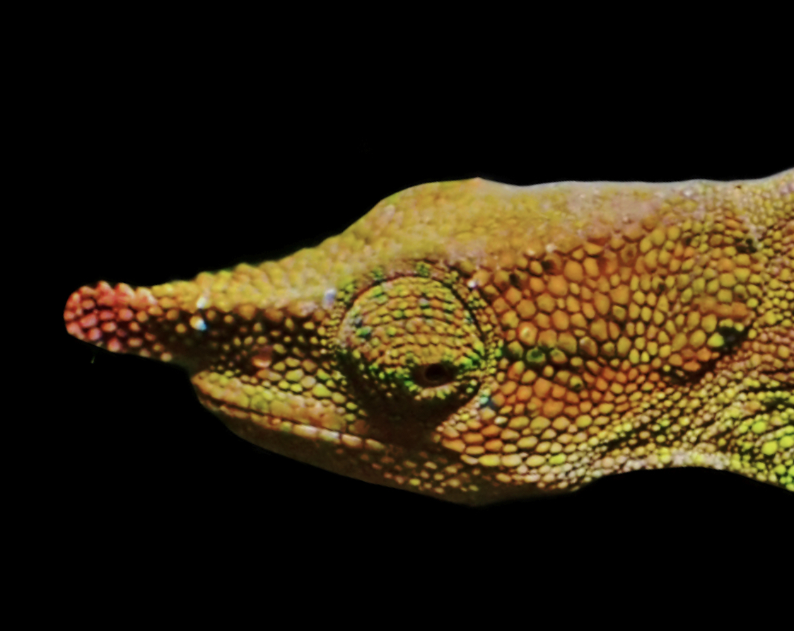 Calumma lefona