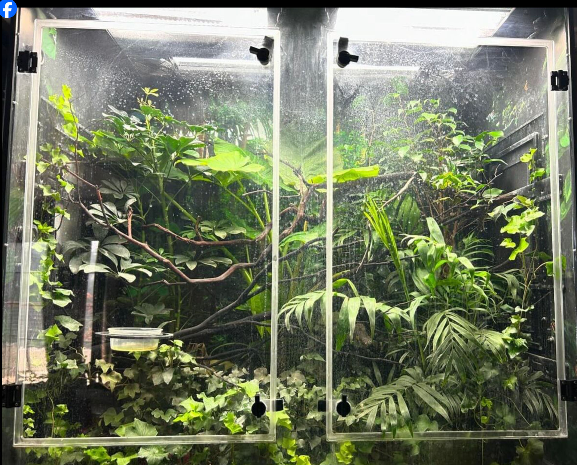 A wonderful chameleon cage wider than tall; courtesy James Cross