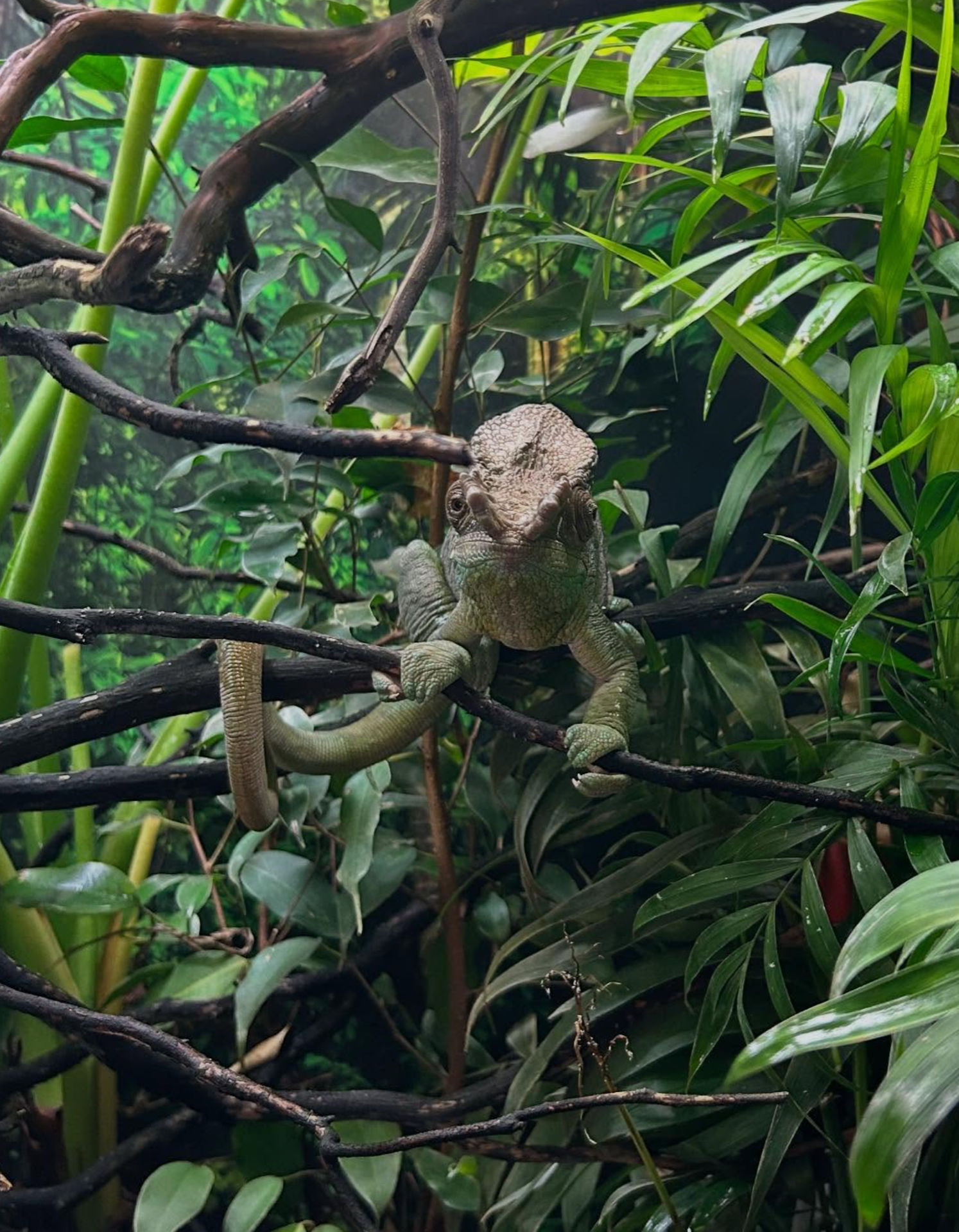 A wonderful Chameleon in a wonderful cage  go my dear friend James Cross