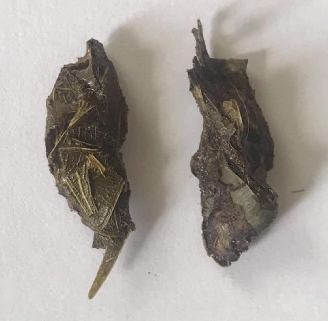 Chameleons can not digest plant matter this is what comes out...