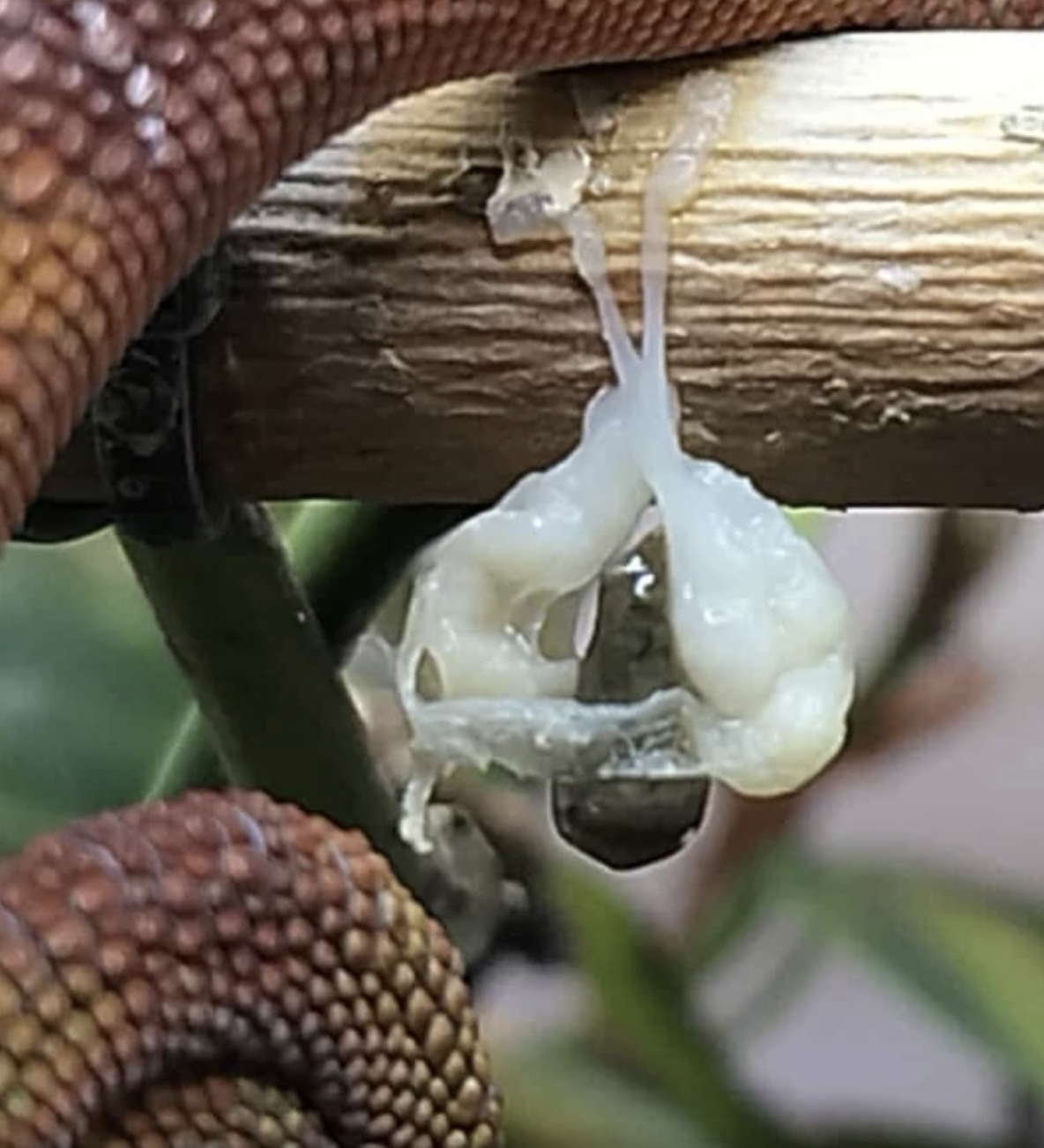 Physiological hemipeneal shed in an adult captive Furcifer pardalis, Photo courtesy Todd Arban
