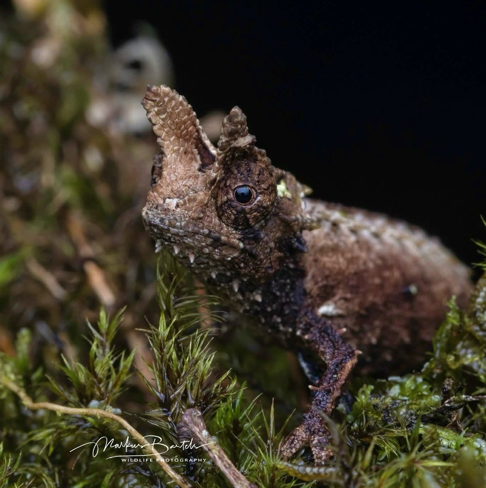 M. Bartsch, courtesy Jurgen van Overbeke