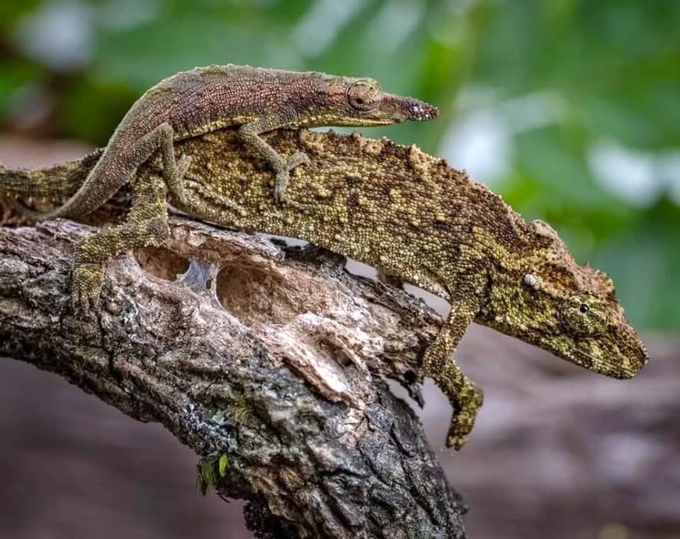 Piotr Naskrecki, courtesy Jurgen van Overbeke
