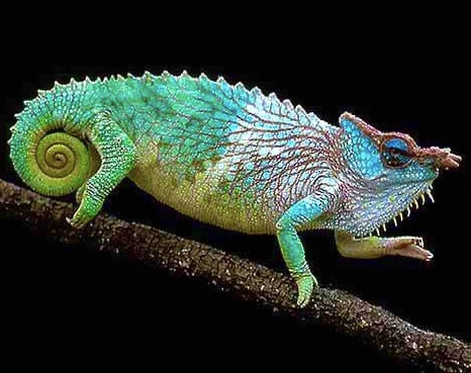 Ingo Arndt, courtesy Jurgen van Ovebeke