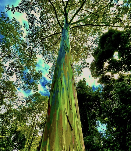 Dansolihon, Cayagan de Oro, N Mindanao, Philippines; Photo courtesy Josiah Fitch, ARC