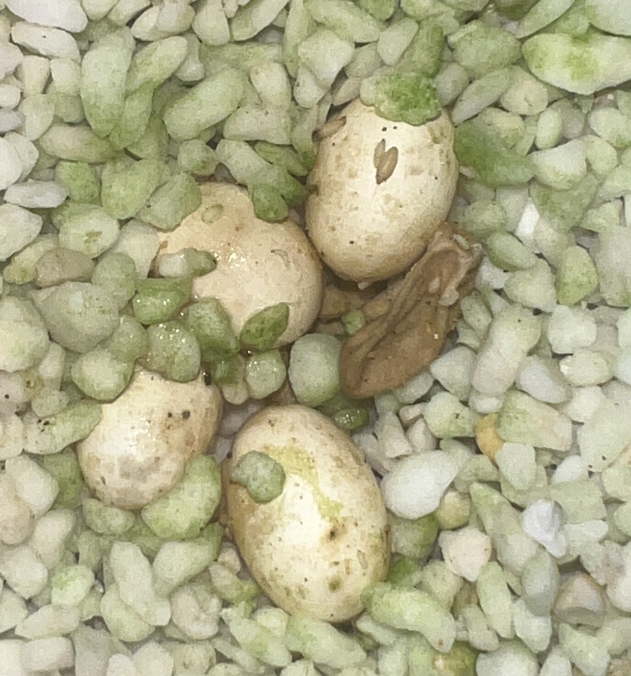 A spoiled dead egg does not affect the healthy ones at all