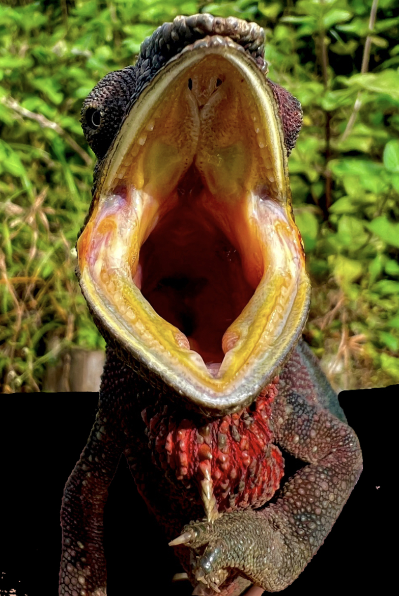 A hearlthy mouth of Furcifer pardalis