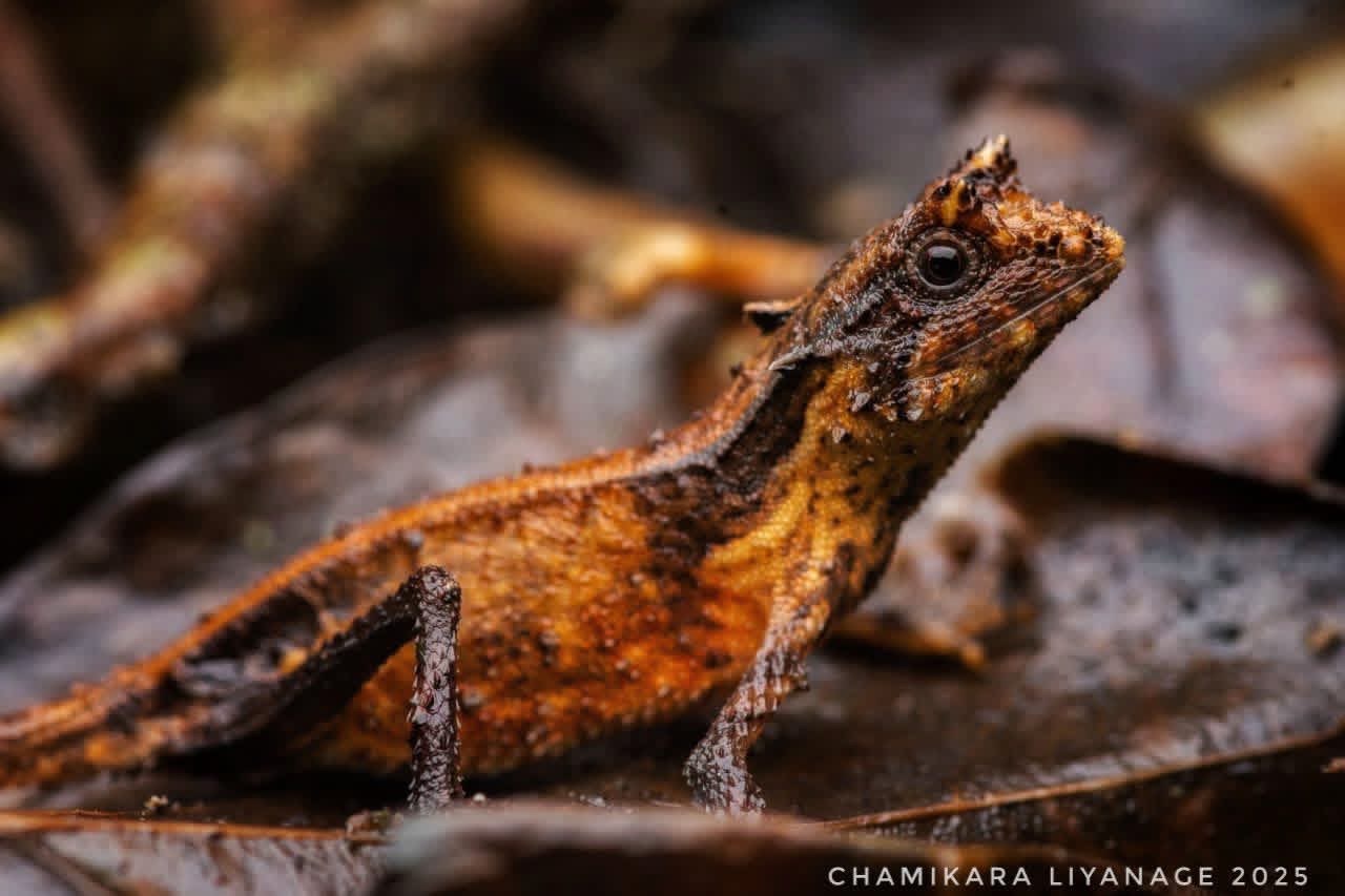 Ceratophora karu, photo Chamikara Liyanage