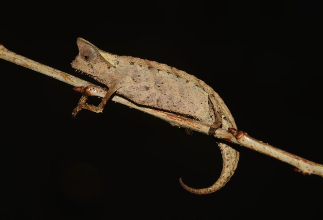 Brookesia therezieni, photo Petr Necas