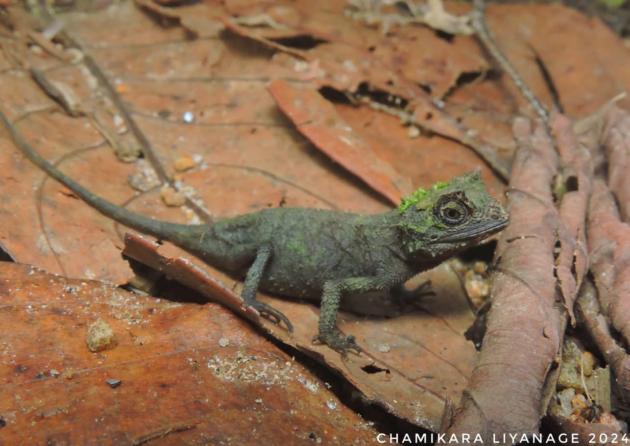 Ceratophora karu, photo Chamikara Liyanage