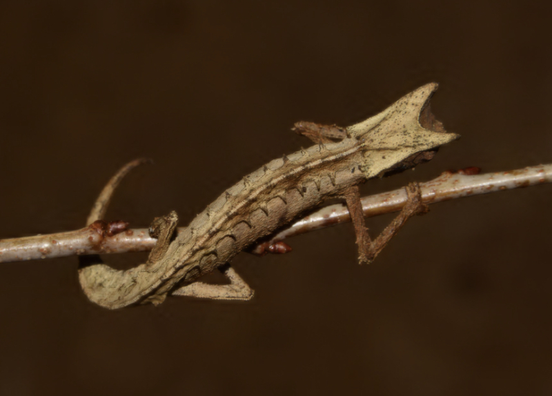 Brookesia therezieni, photo Petr Necas
