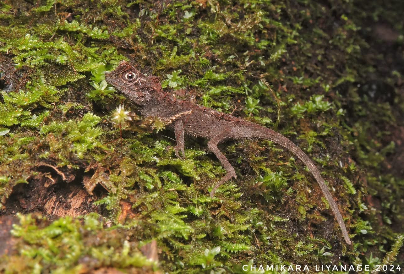 Ceratophora karu, photo Chamikara Liyanage