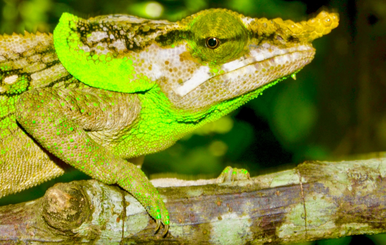 apply for membership here