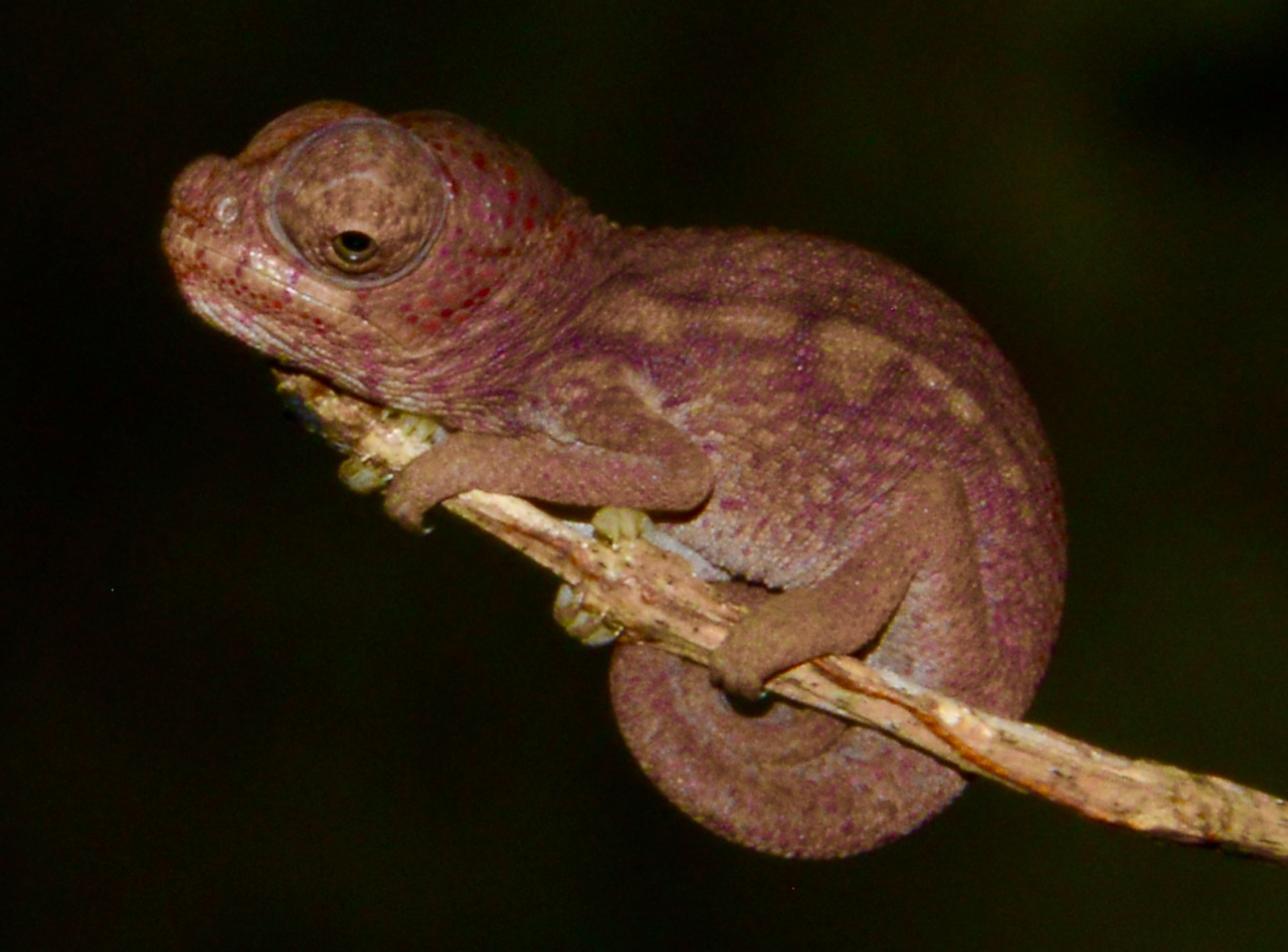 Hatchling of F. rhinoceratus