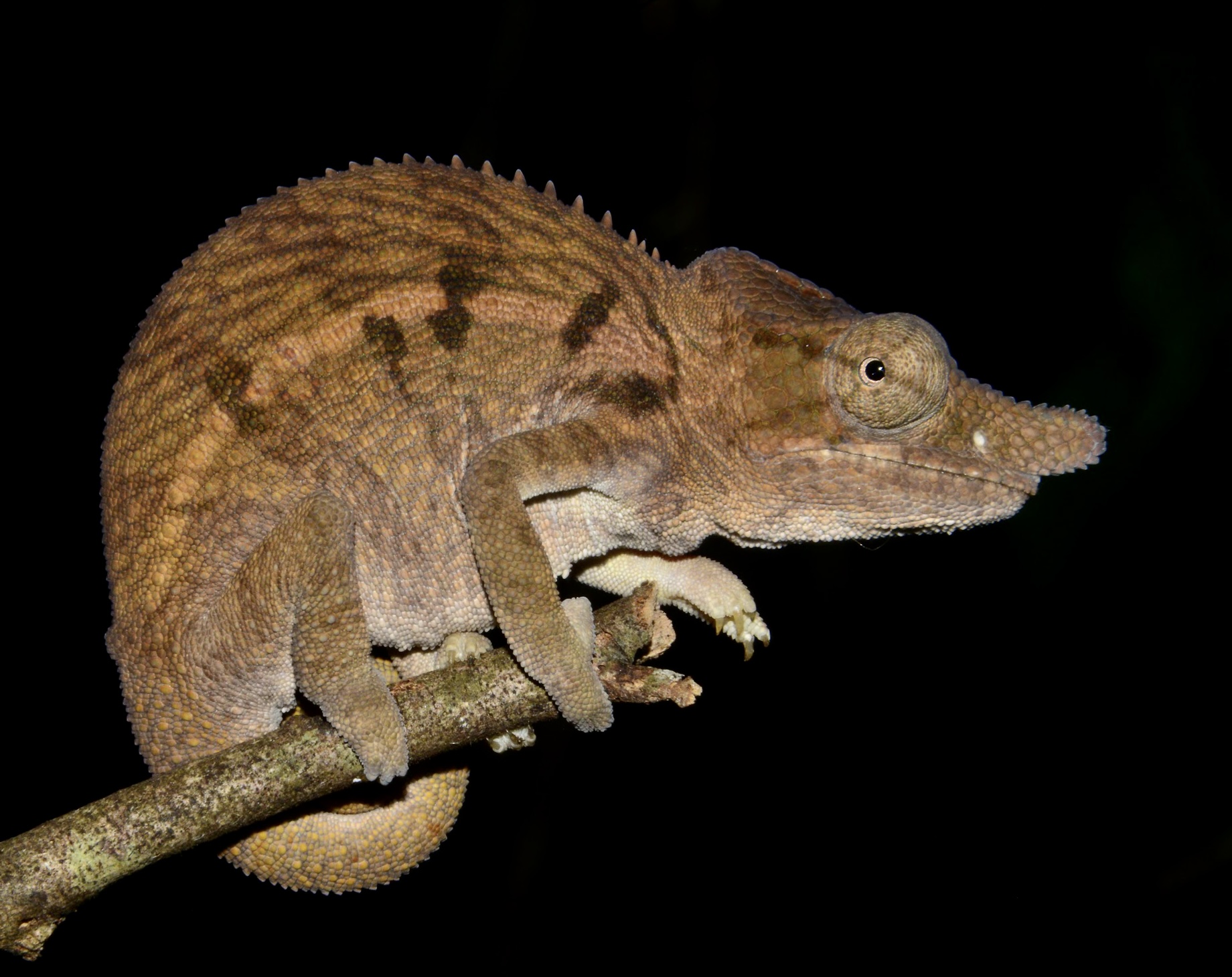 Female of F. rhinoceratus