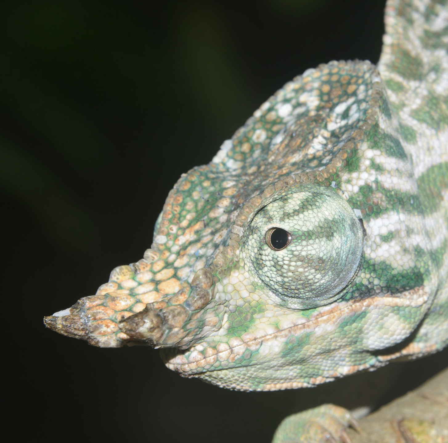 Furcifer balteatus