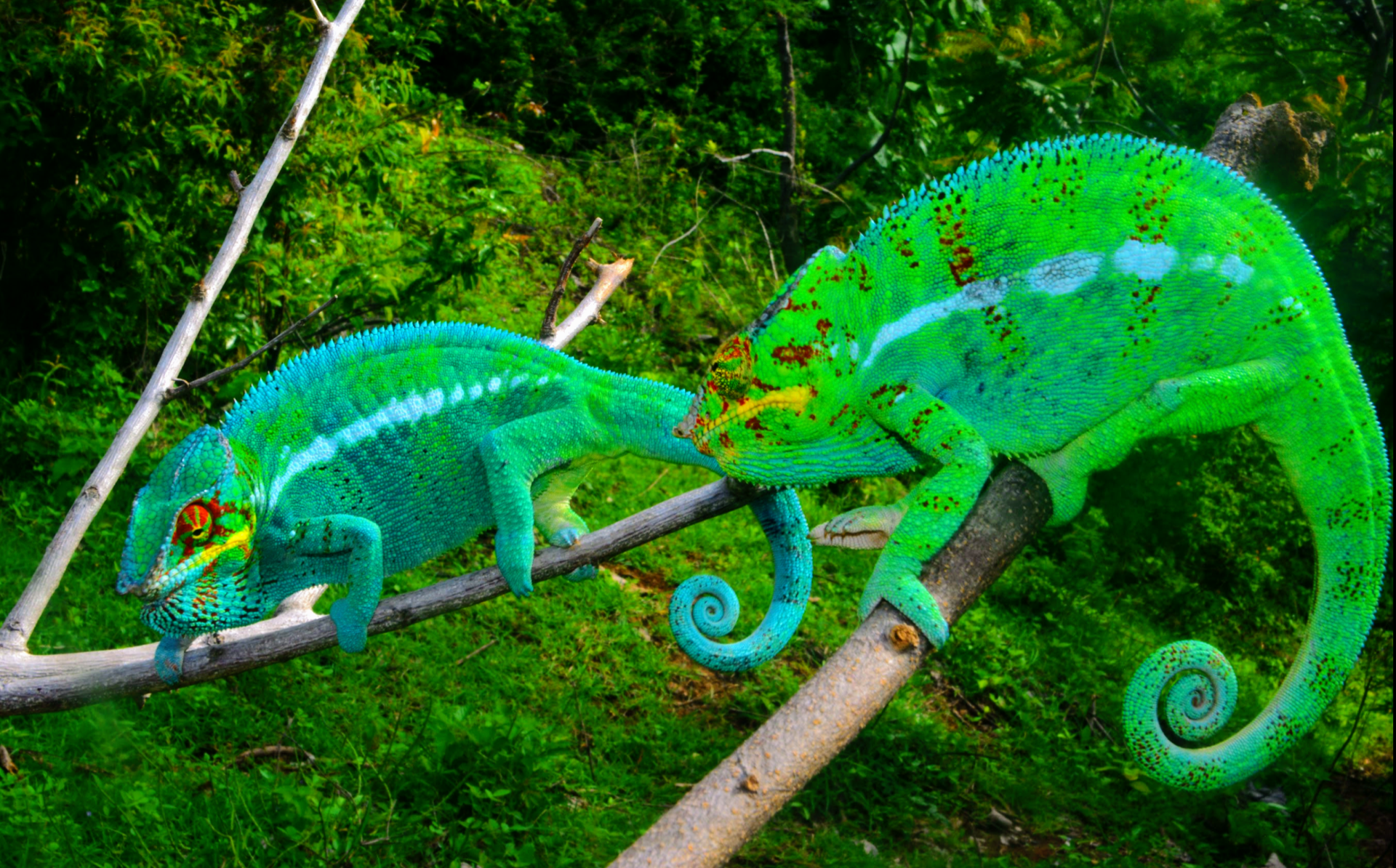 Males F. pardalis display