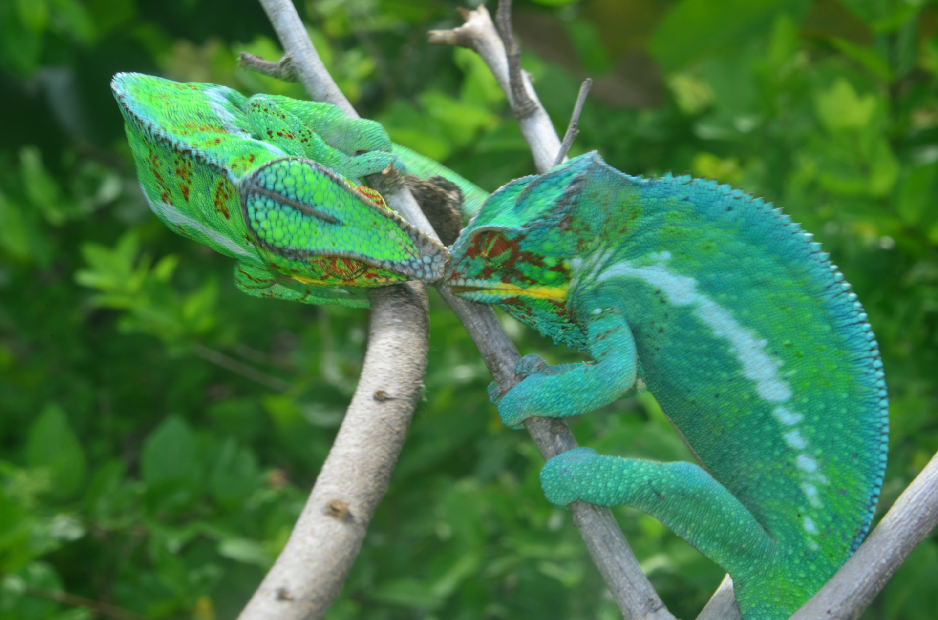 Male F. pardalis fighting