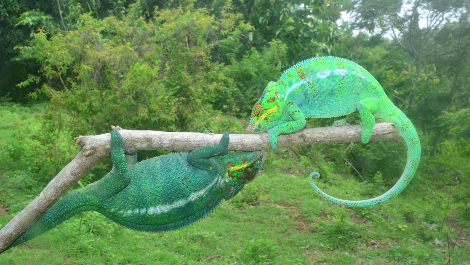 Male F. pardalis wictory and surrender