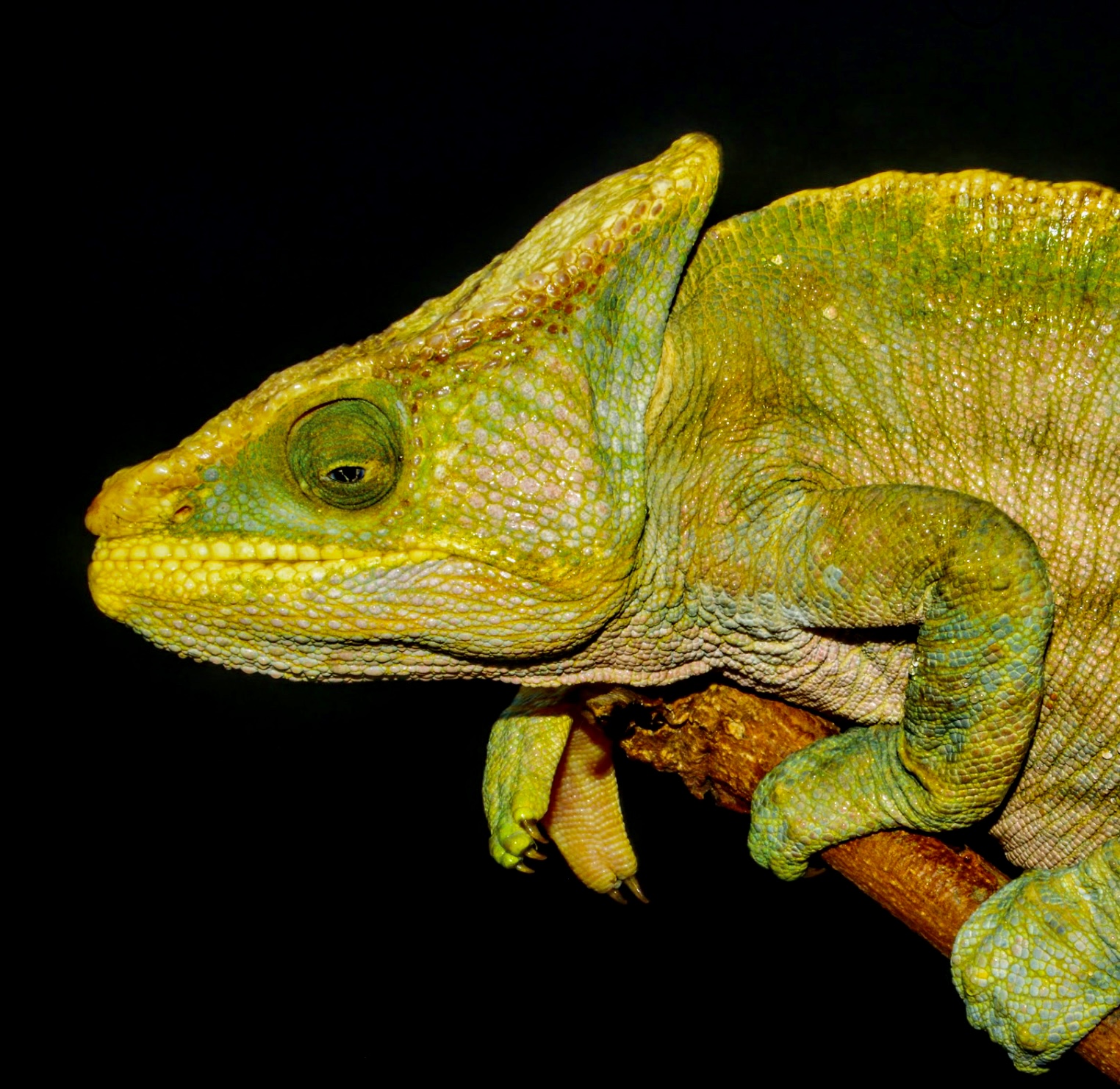 Old male with reduced horns, Petr Necas