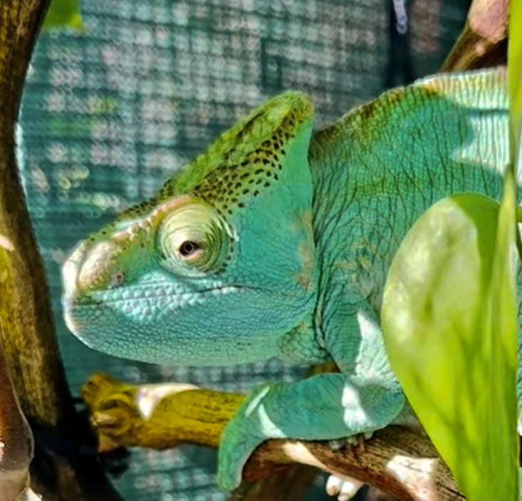 Old female with horn indication, courtesy Craig Durbin