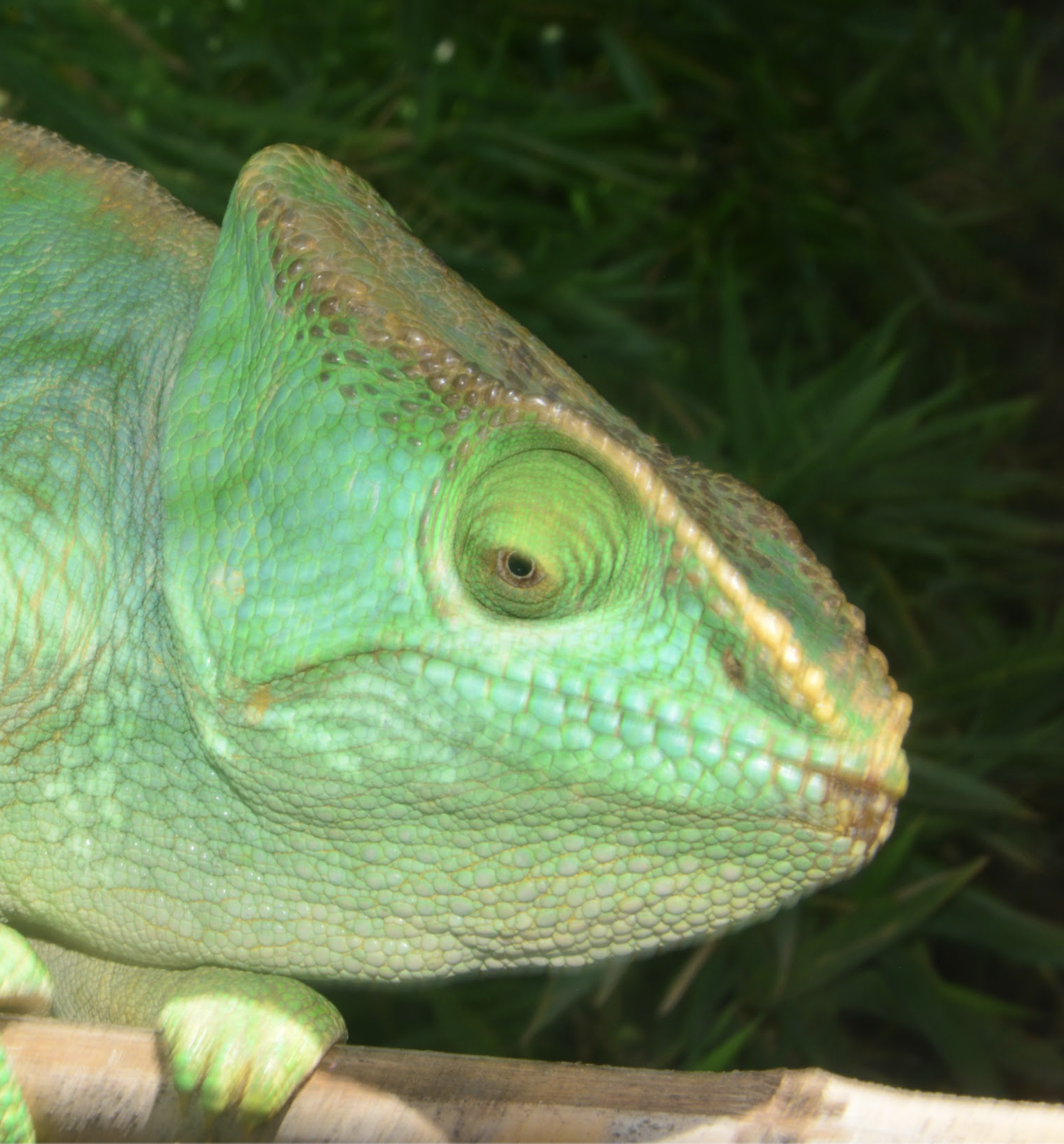 Old female with indication of horns, Petr Necas