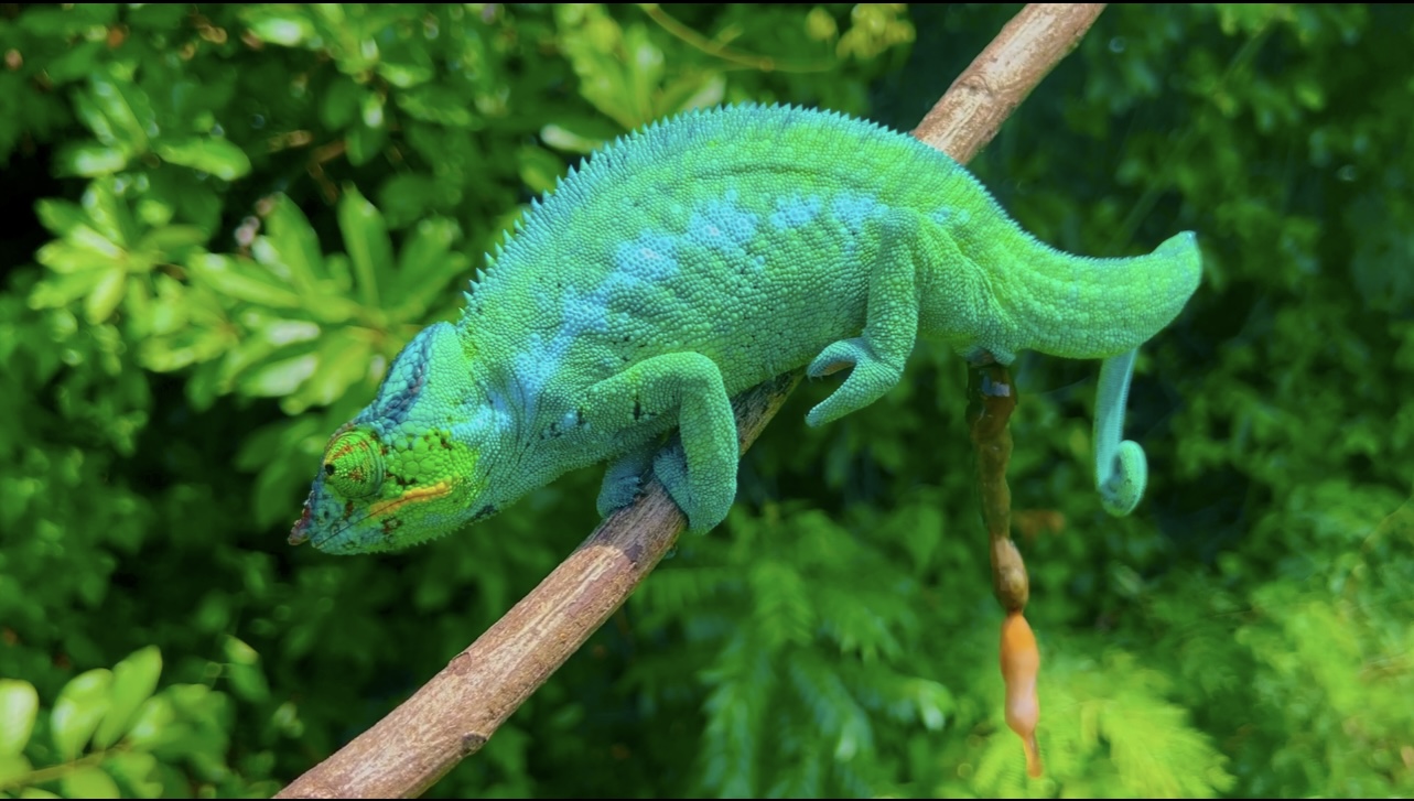 F. pardalis, male, Nosy Be