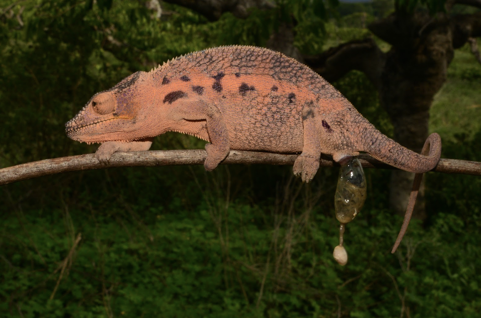 F. pardalis, female, Ambanja