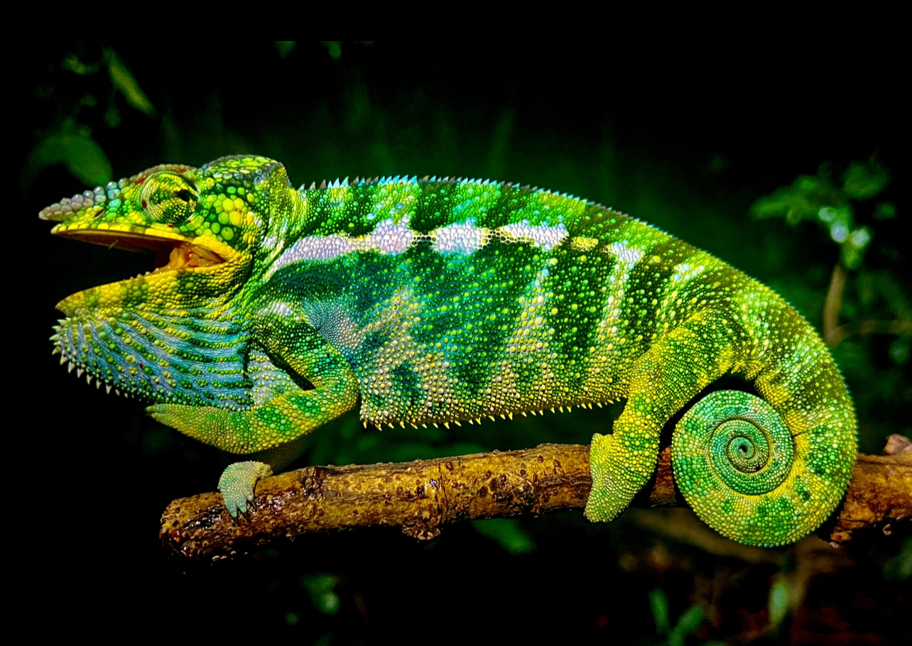 Nosy Komba, easy to confuse with Nosy Be